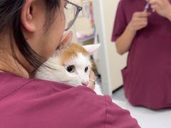-美联众合爱康动物医院•复杂内科•肿瘤科•牙科•腔镜诊疗中心