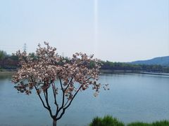 -羊山湖公园