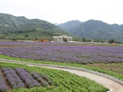 -曲江薰衣草庄园
