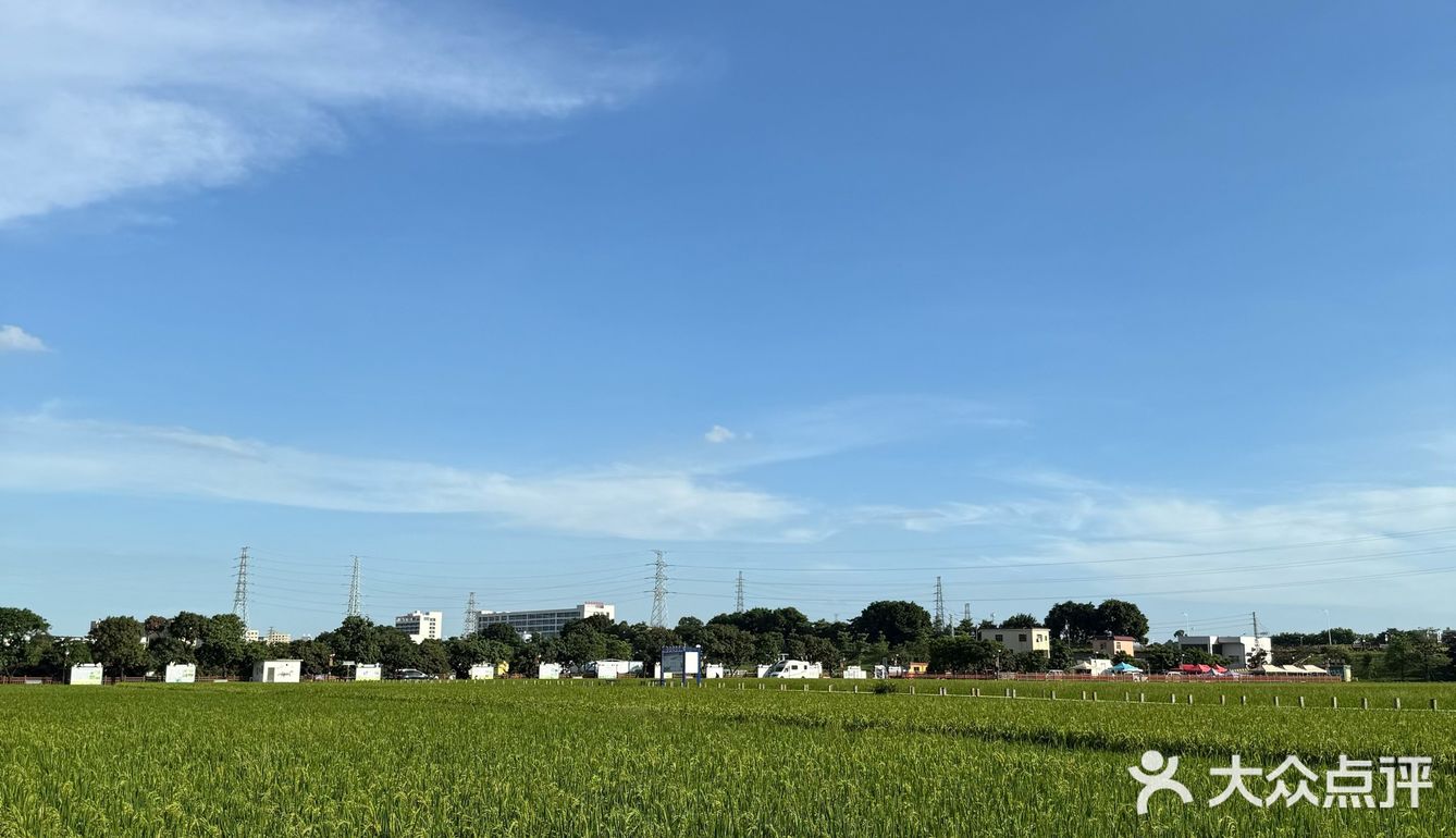 十蚊一杯靓咖啡豆送稻田靓景