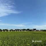 十蚊一杯靓咖啡豆送稻田靓景