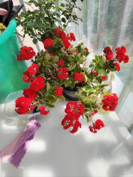 -Dr.林醫生产后修复·配方产康(南京江宁万达店)