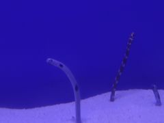 -海合安武汉极地海洋公园