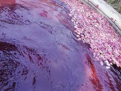 -咸宁万豪温泉谷度假区