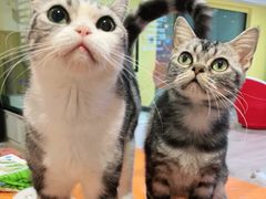 -Bastet sally猫舍购宠(静安店)