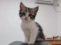 -欣宠猫屋·矮脚拿破仑·蓝金金渐层