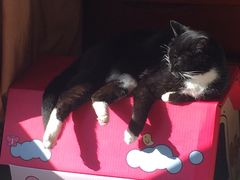 -宠爱国际动物医院· 猫科· 外科·中兽医(长白店)