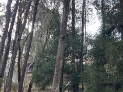 -寂照庵
