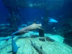 -海合安青岛极地海洋公园