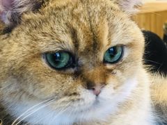 -飞行喵MR PILOT|猫舍·猫咖(静安大融城店)