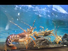 -西村日本料理(香格里拉饭店)