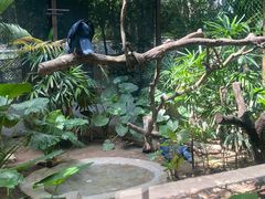 -广州长隆飞鸟乐园