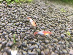 -上海大自然野生昆虫馆