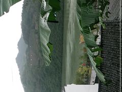 -后柳水乡