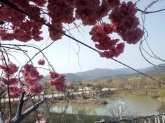 -天适樱花悠乐园