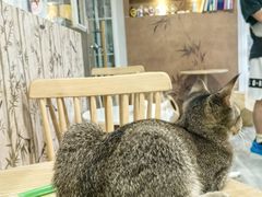 -楼上猫咖(罗湖店)