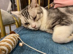 -BABIT巴比特宠物(MOMOPARK店)