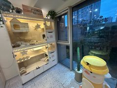 -柚子猫舍·精品猫舍购猫·猫咪认养·购宠·宠物店