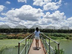 -马陆小张葡萄园农家乐