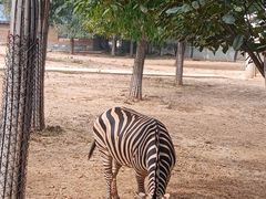 -石家庄市动物园