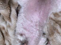 -爱妮康宠物医院·干细胞免疫细胞·肿瘤·心脏(张江店)