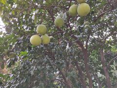-白塘生态植物园