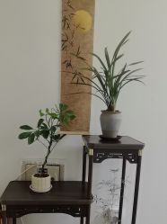 -寇氏减肥