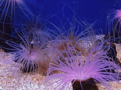-上海海洋水族馆