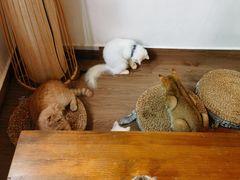 -楼上猫咖(罗湖店)