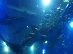 -成都浩海立方海洋公园