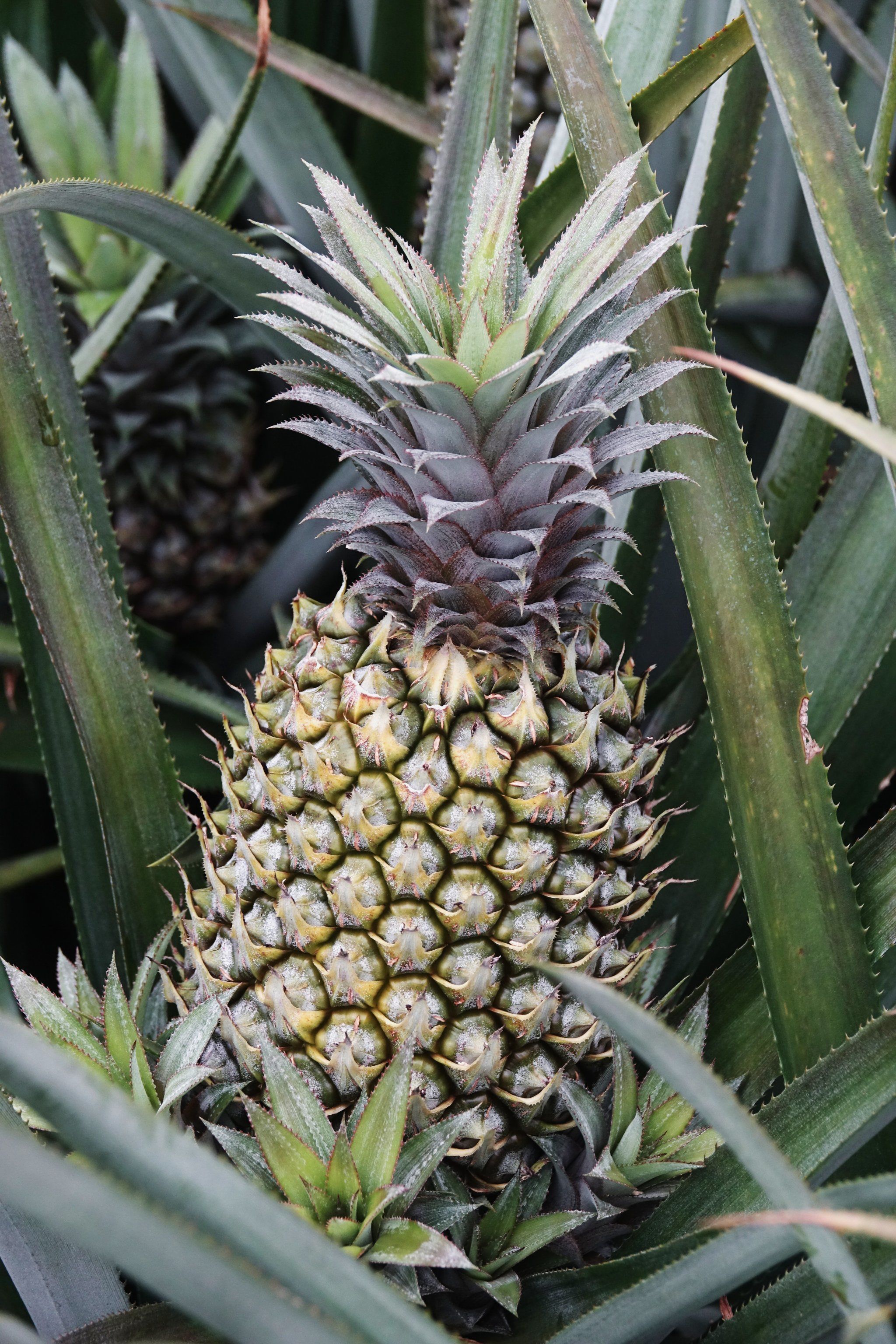 菠萝的海  湛江徐闻县