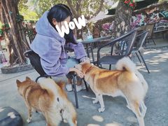 -柴犬高等学院·狗咖·柴犬售卖·宠物训练