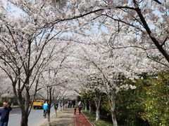 -高东镇樱花园