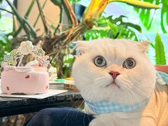 -J Create城市露营咖啡·简餐·宠物(上海动物园店)