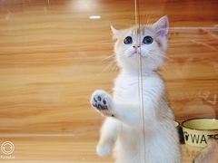 -猫十亿·布偶金渐层·曼基康矮脚猫舍(青年路店)