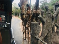 -清迈夜间动物园