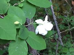 -丹东天桥沟景区