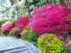 -青岛崂山太清宫