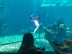 -海棠湾洲际-涛·海底餐厅·美人鱼·自助餐·海底隧道