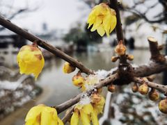 -枫桥景区