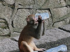 -黔灵山公园