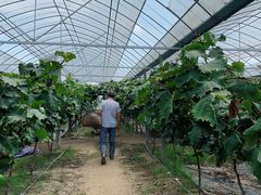 -马陆小张葡萄园农家乐