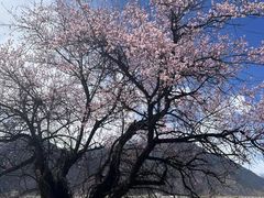 -佛掌沙丘