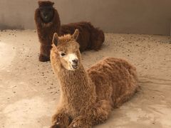 -北戴河圣蓝海洋公园