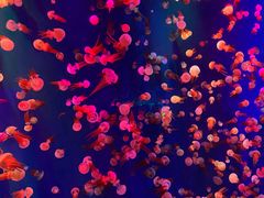 -成都浩海立方海洋公园