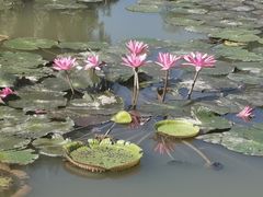 -中国科学院西双版纳热带植物园