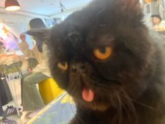 -平行世界·猫咖(首经贸店)