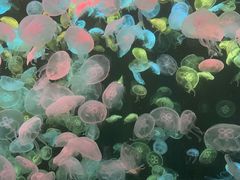 -珠海长隆海洋王国