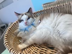 -怪兽屋·羊驼·猫咖·狗咖(俊华广场店)