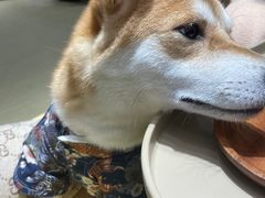 -逗柴咖啡屋·狗咖猫咖宠物桌游
